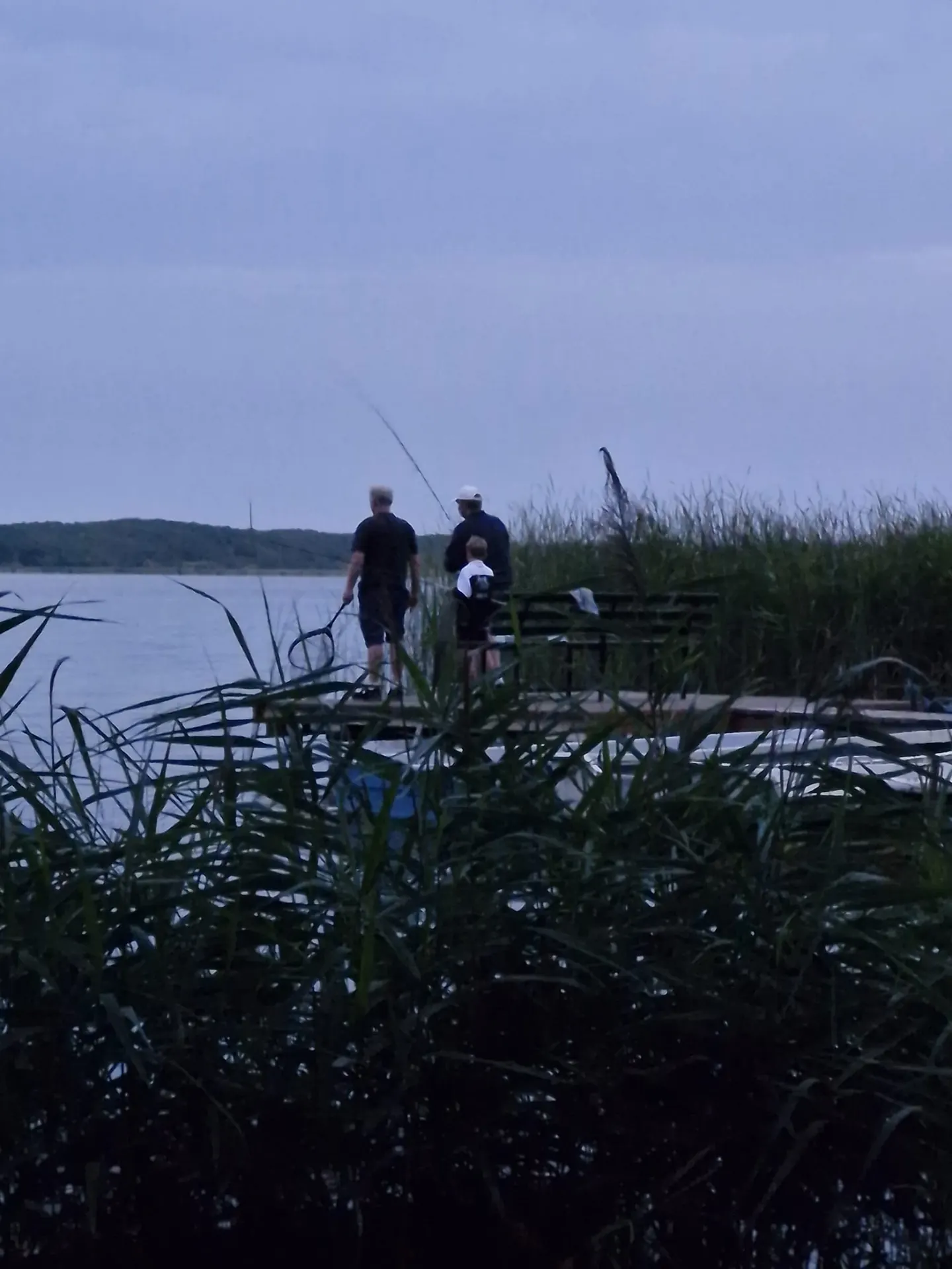 Angler in der Abenddämmerung auf einem Steg am Mellensee, Schilf im Vordergrund