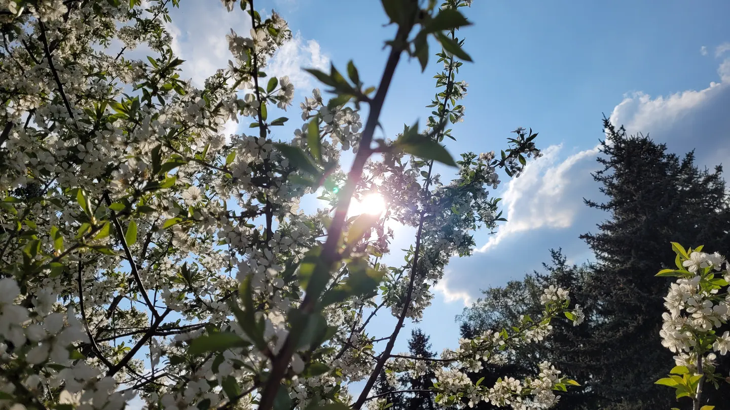Blühender Kirschbaum vor blauem Frühlingshimmel