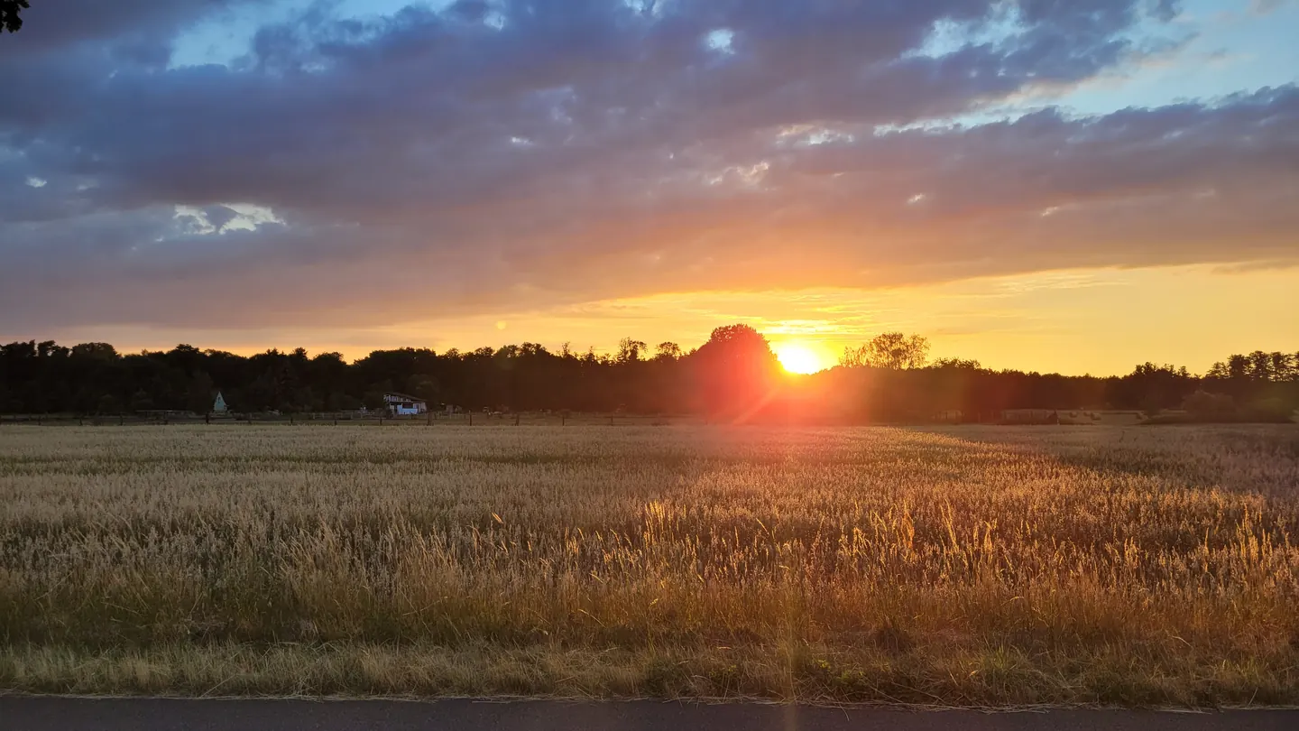 Sonnenuntergang über einem Feld am Waldrand