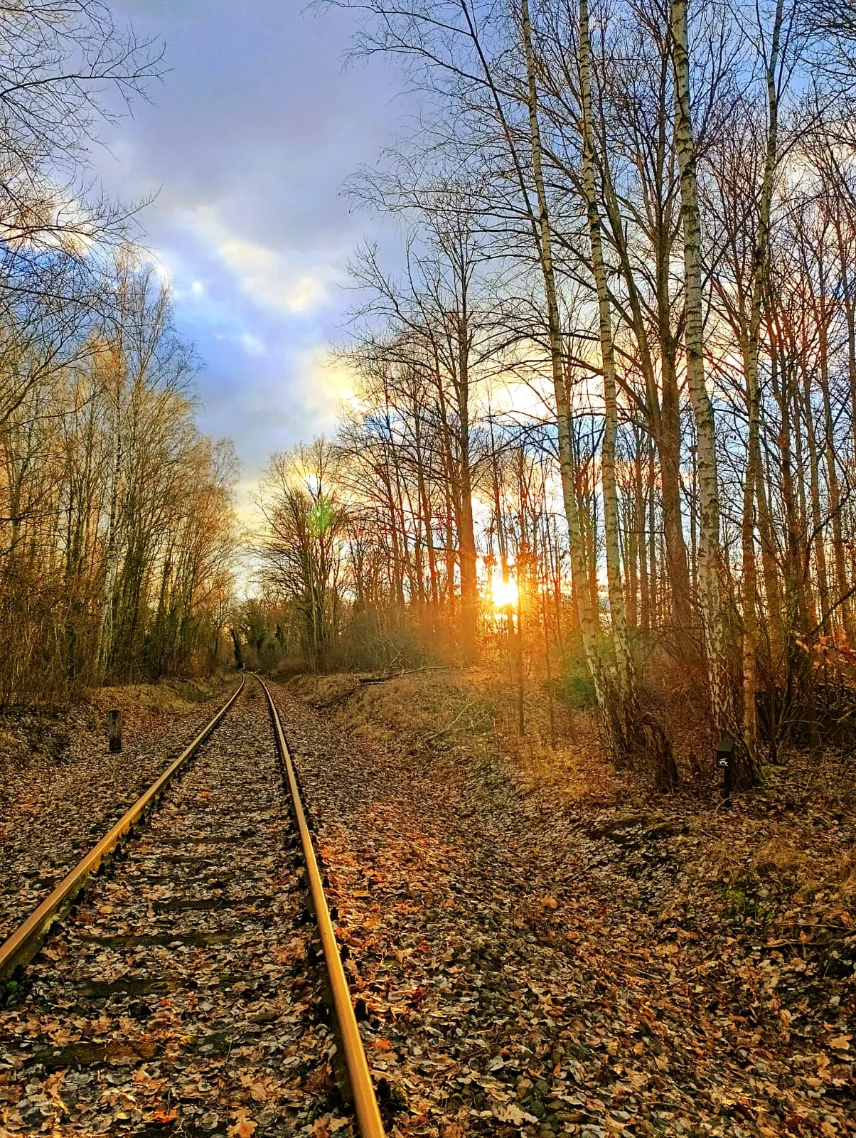 Stillgelegte Bahngleise im herbstlichen Wald, die tief stehende Sonne scheint durch die Bäume