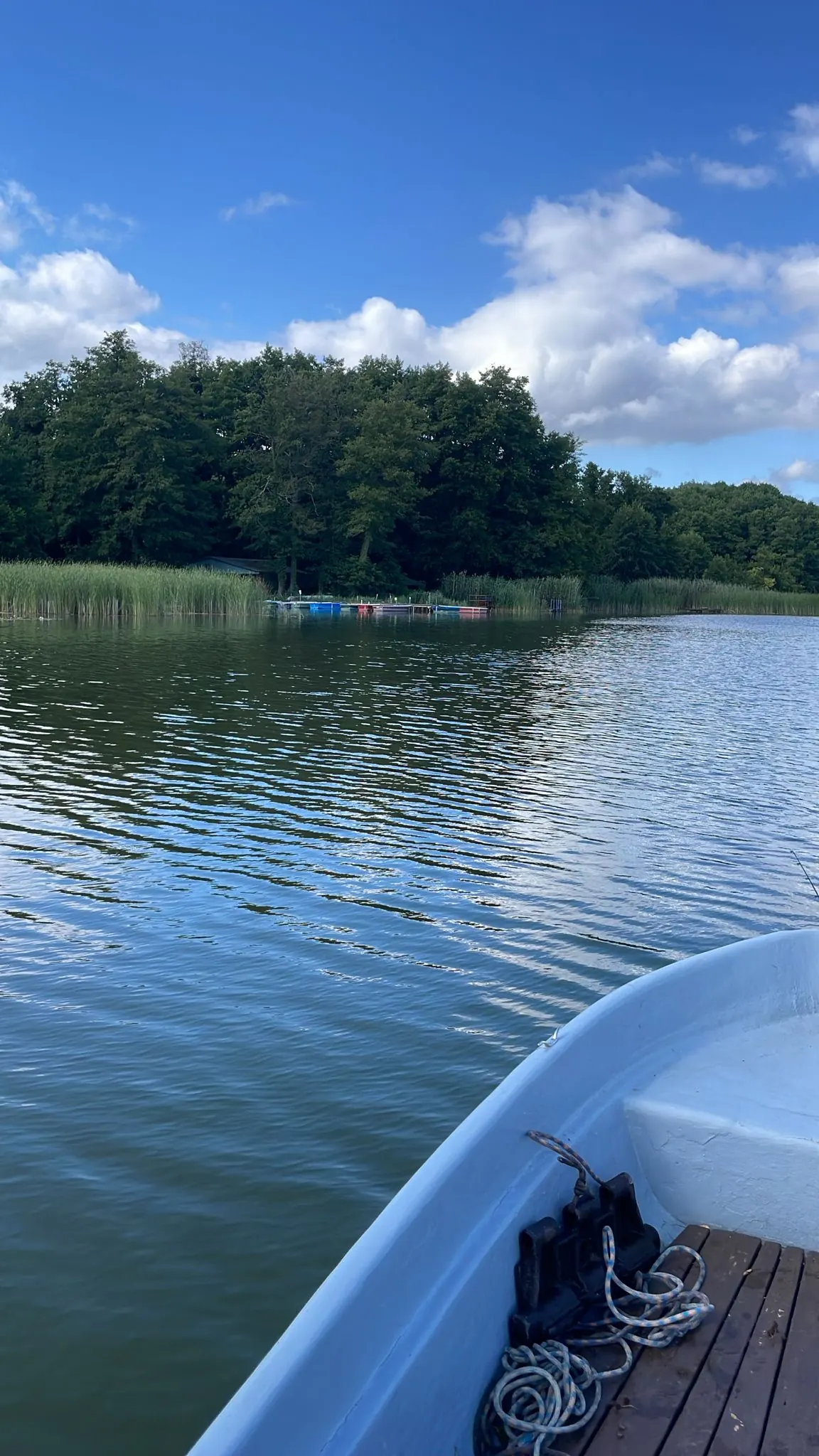 Blick vom Ruderboot über den Mellensee auf Schilf und bewaldetes Ufer an einem Sommertag