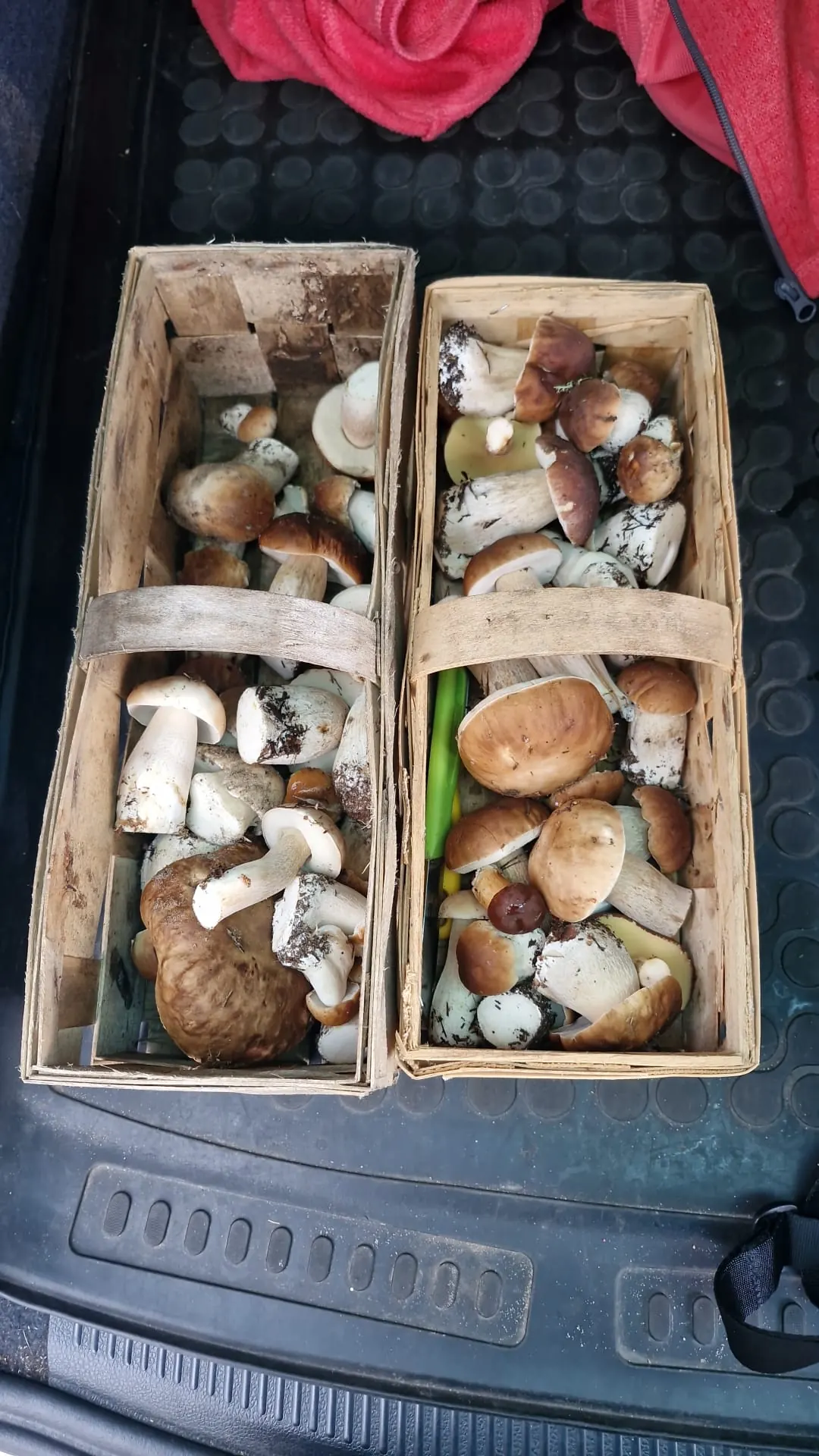 Zwei Spankörbe voller frisch gesammelter Steinpilze — die märkischen Wälder sind Pilzland