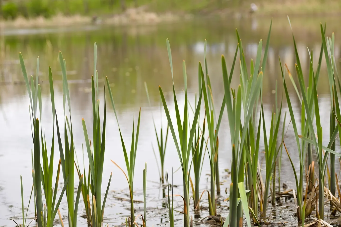 Schilfhalme im flachen Uferwasser eines Sees