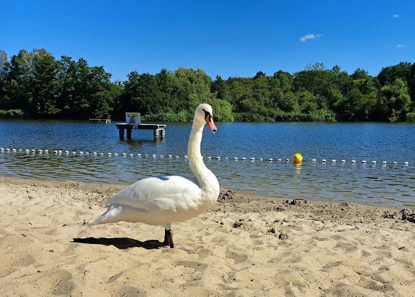 Sandstrand des Strandbads Sperenberg am Krummen See, ein Schwan am Ufer