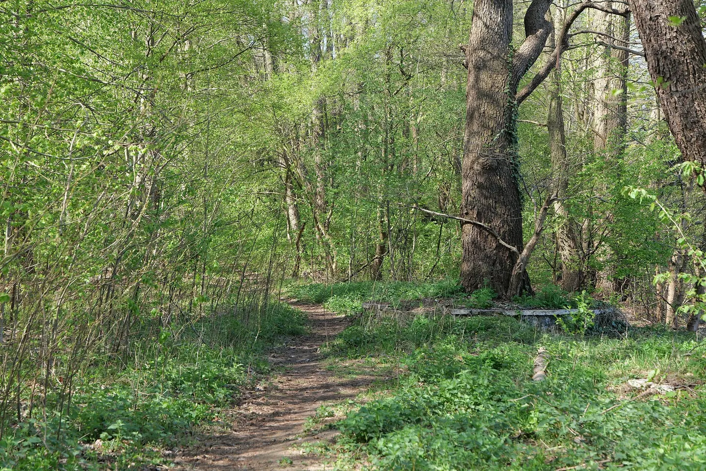 Waldweg im Baruther Urstromtal, einer eiszeitlich geformten Landschaft